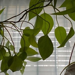 Meet your Posher, Mia